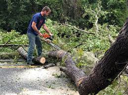 Best Stump Grinding and Removal  in Elm Springs, AR