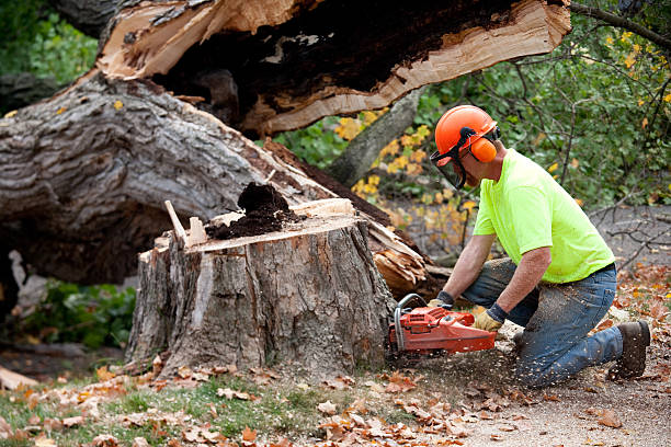 How Our Tree Care Process Works  in  Elm Springs, AR